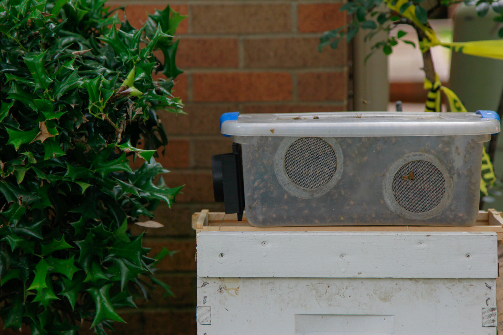 Beekeeping UTA alumnus protects his hives through rain, snow and a pandemic